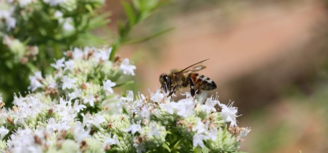 Garden Work Party this Saturday May 1, 9 am – 11 am